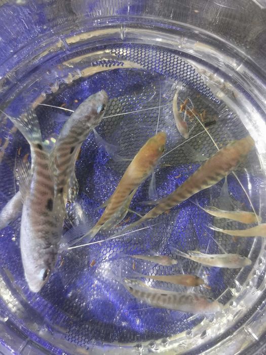 Peixes para aquário de água quente