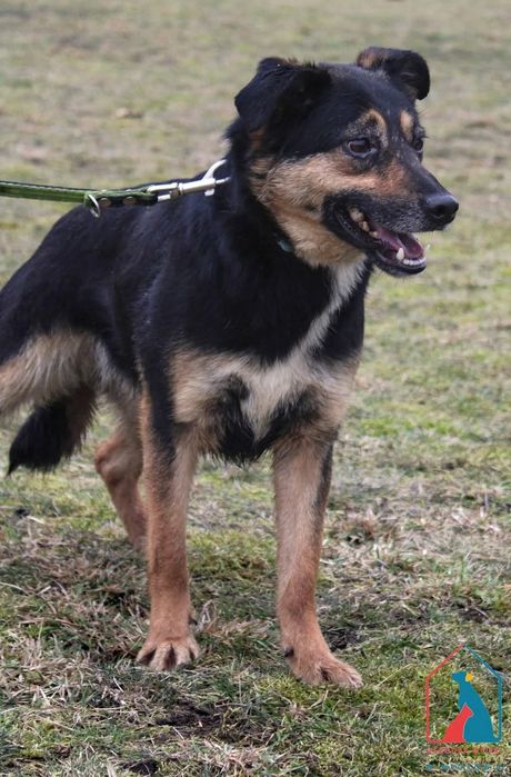 Fiona 33/22 - SZUKA DOMU!