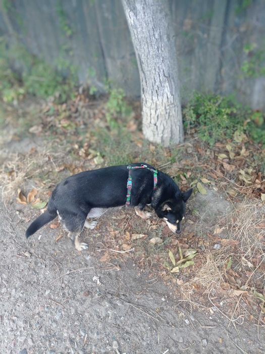 Собака в любящие руки