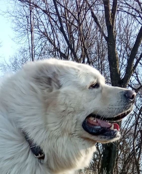 Цуценята від розплідника Start Escort великі робочі костисті