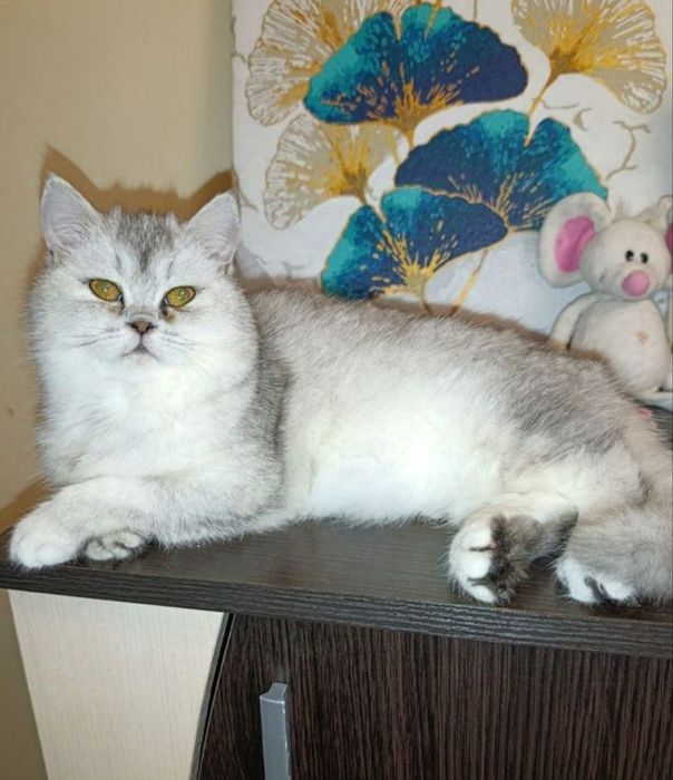Подрощенная Кошечка Скоттиш страйт. Серебристая шиншила.
