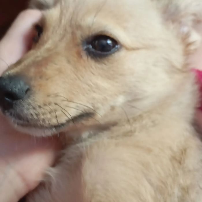 Отдам щенка в хорошие руки