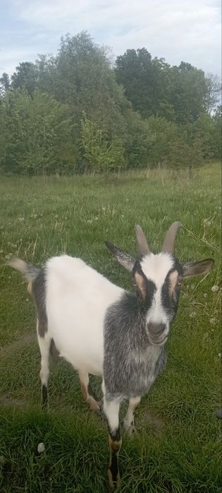 Козички молоді від альпійських високопродуктивних кіз
