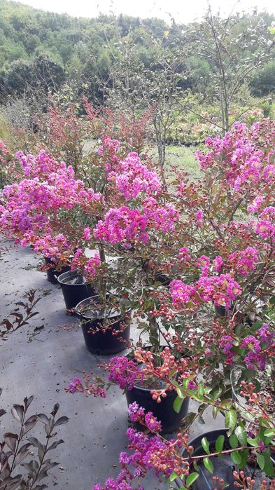 Krzewy lagerstroemii w doniczkach 30l