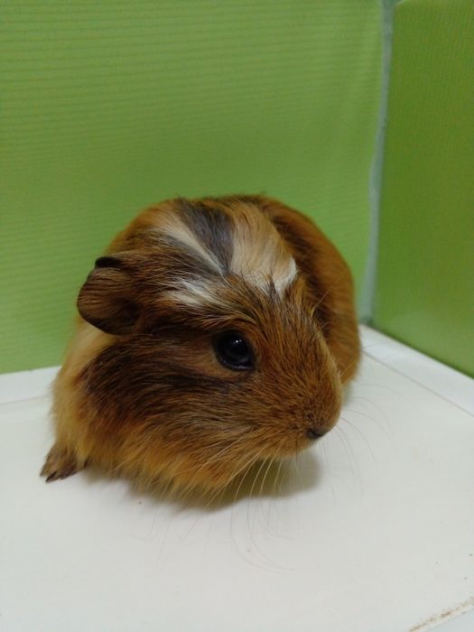 Детеныш морской свинки!