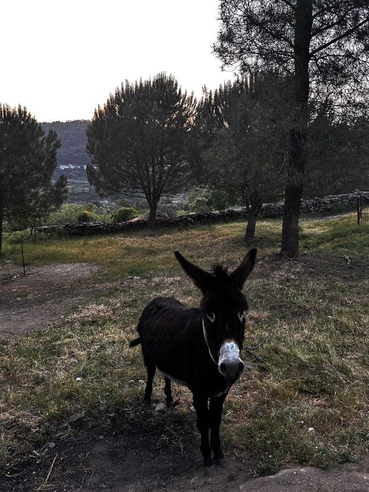 Burro arraçado Mirandés