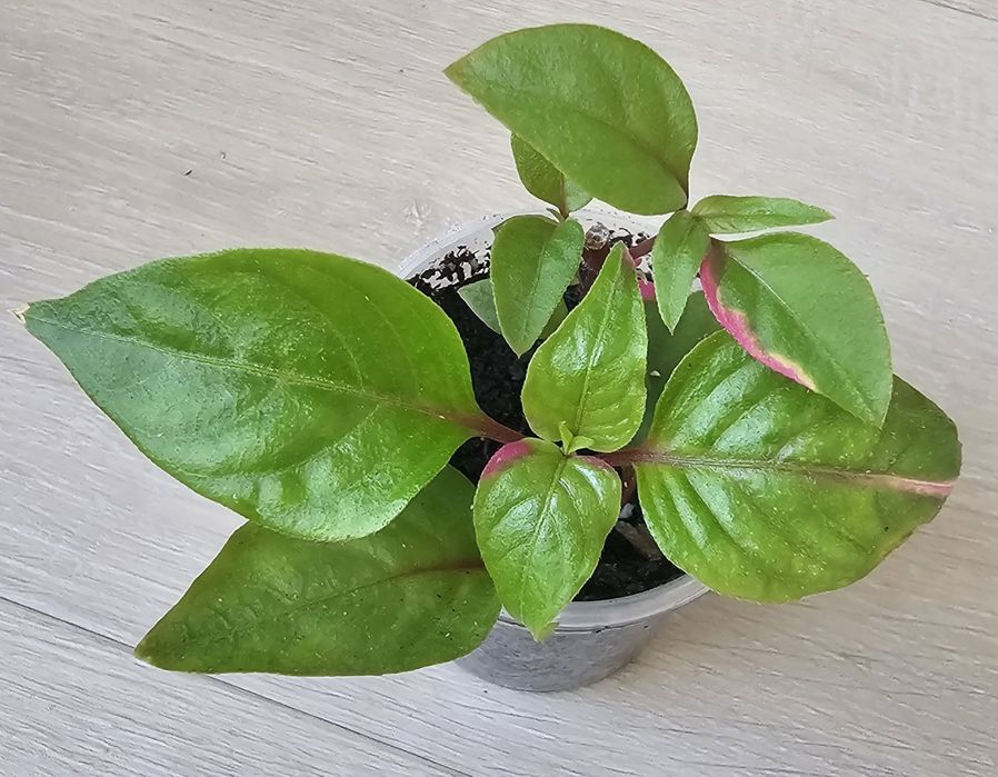 Mała sadzonka Alternantera Party Time