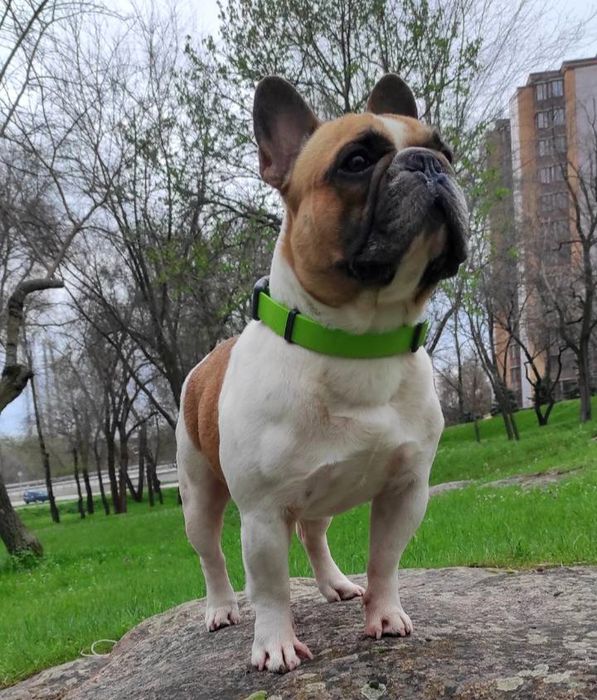 Французский бульдог. Красавчик ищет невесту. Вязка