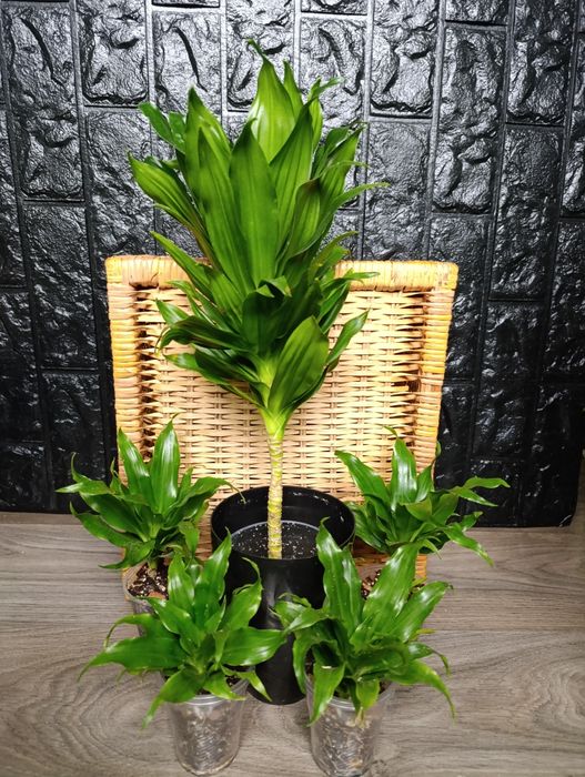 Продам різні драцени