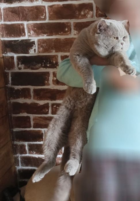 Веслоухие котята