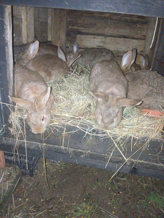 Sprzedam króliki  własna hodowla cena  do negocjacji  ładne króliki