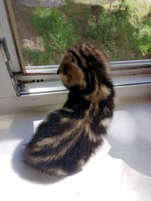 Продам мраморных котят.