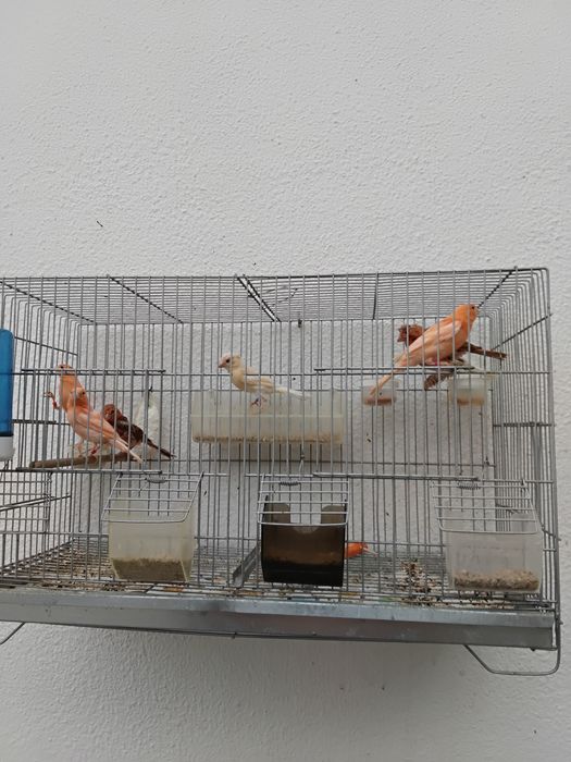 Canários para dispensar