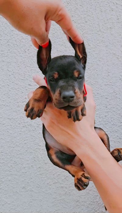Резерв.Шикарні добермани.цуценята добермана супер крові, щенки доберма