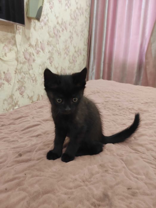 Кошенята безкоштовно Розумівка