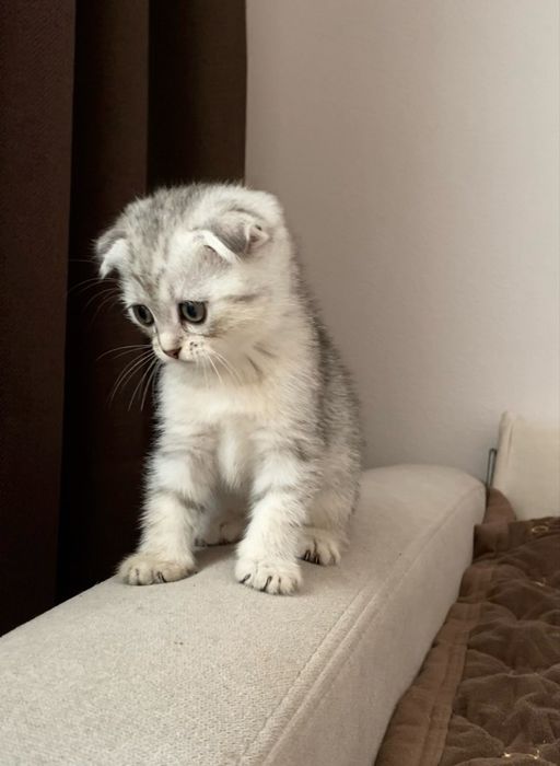 Шотландські котенята