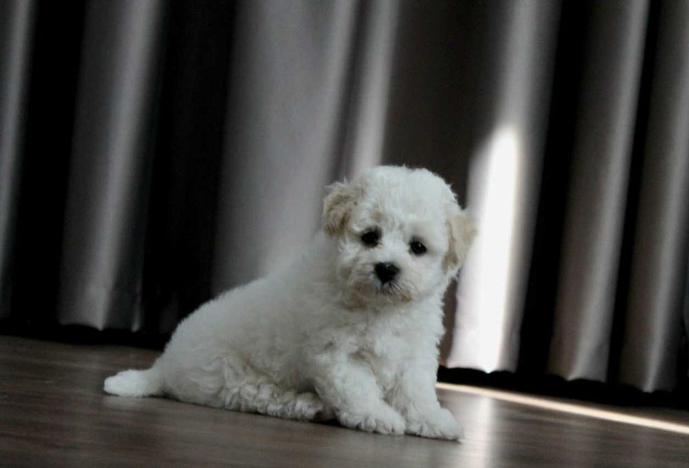 Цуценята бішон-фрізе, документи КСУ