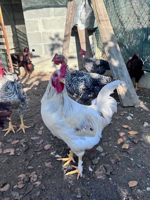 Rhode Island Red 100% puro e legorne