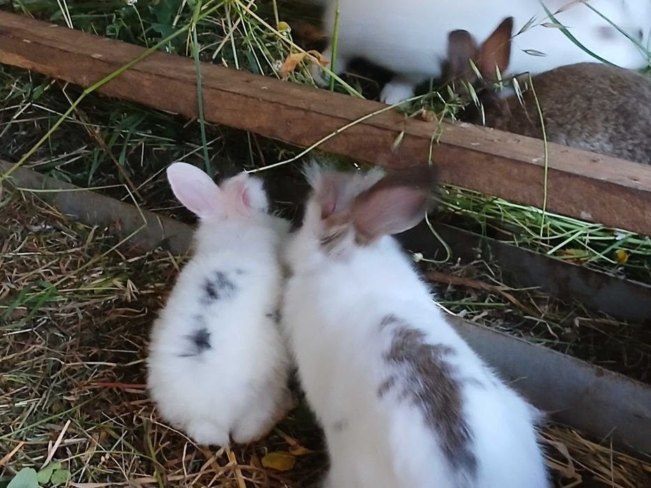 Coelhos anões e cabeça de leão