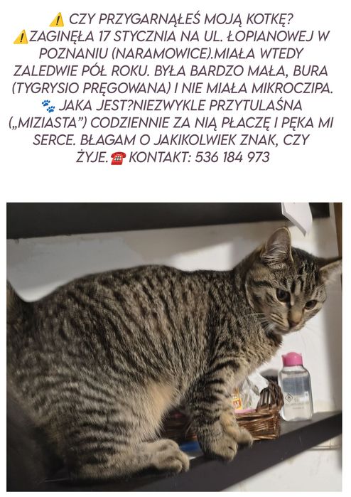 Zaginęła kotka buraska