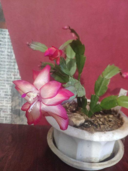 продам декабристы.фиалки