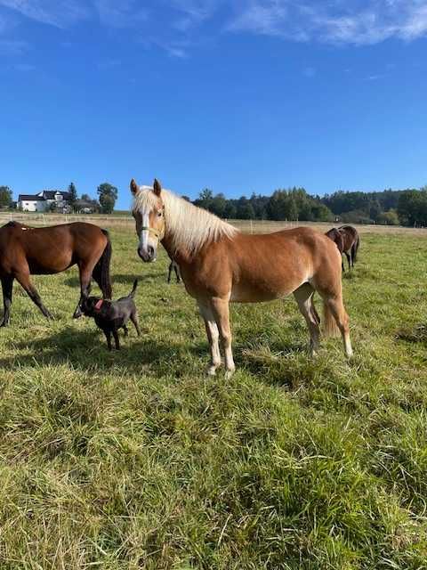 Klacz 4 lata haflinger