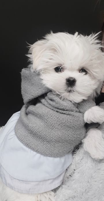 Chlopczyk z rodowodem FCI gotowy do odbioru