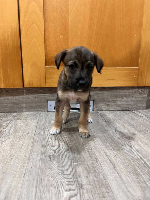 Cadela para adoção