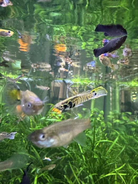 Gupik, gupiki pawie oczko, endlera, tiger