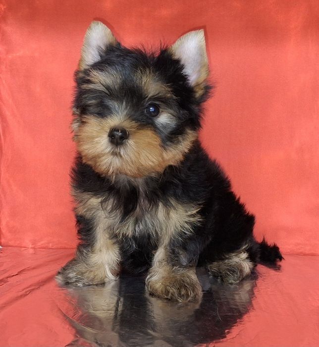 Как можно не влюбиться в эту прелесть