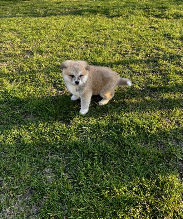 Szczeniak Akita Japonska (pies)