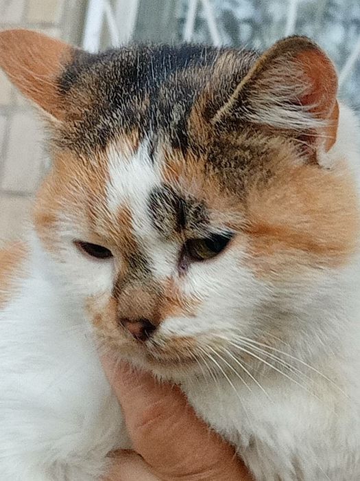 Отдам в хорошие руки