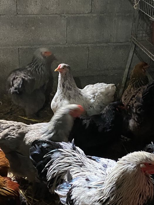 Ovos de brahamas e indio gigante