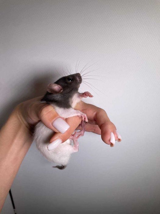 Милі ручні щурики пацючки для вас