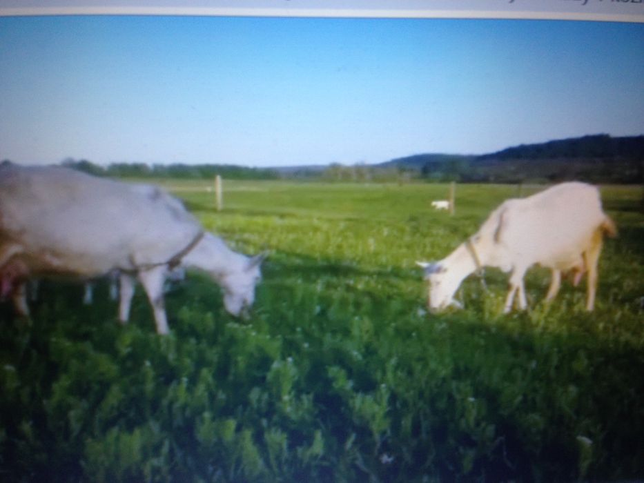 Зааненские  100% и нубийские кокозы