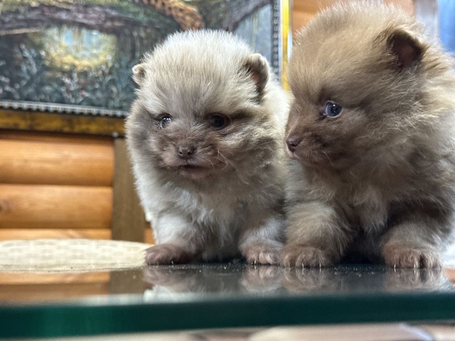 Редкий окрас мерле померанский шпиц