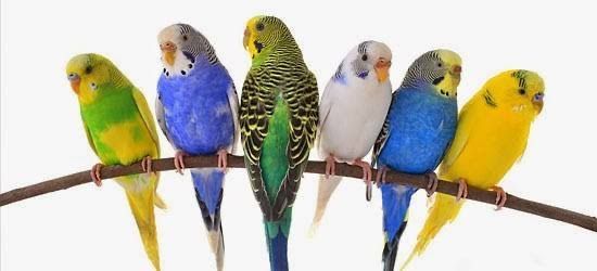 Aves periquitos a vender