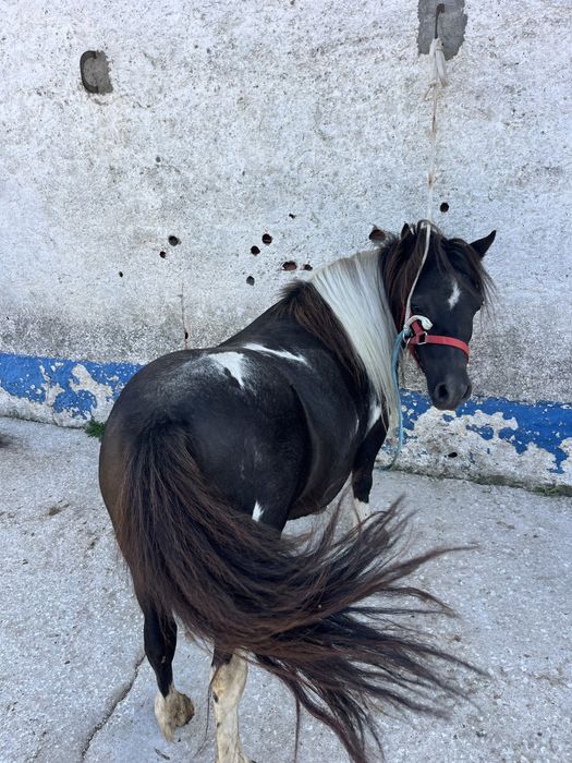 Ponei femea mini