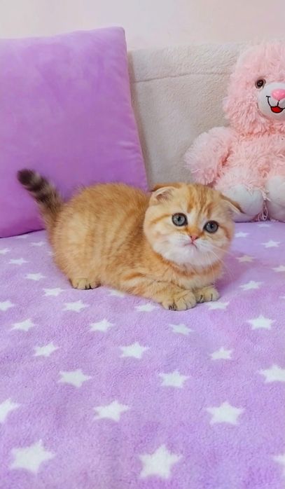 Чарівна зеленоока дівчинка Золота куколка