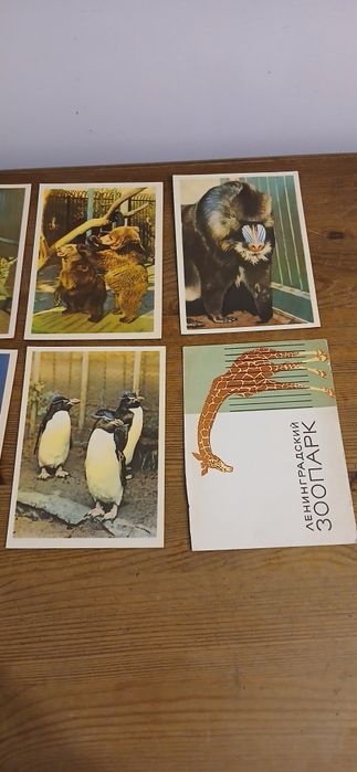 Stare pocztówki, leningrad, ZOO, zwierzeta