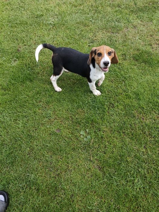 Beagle - suczka tricolor