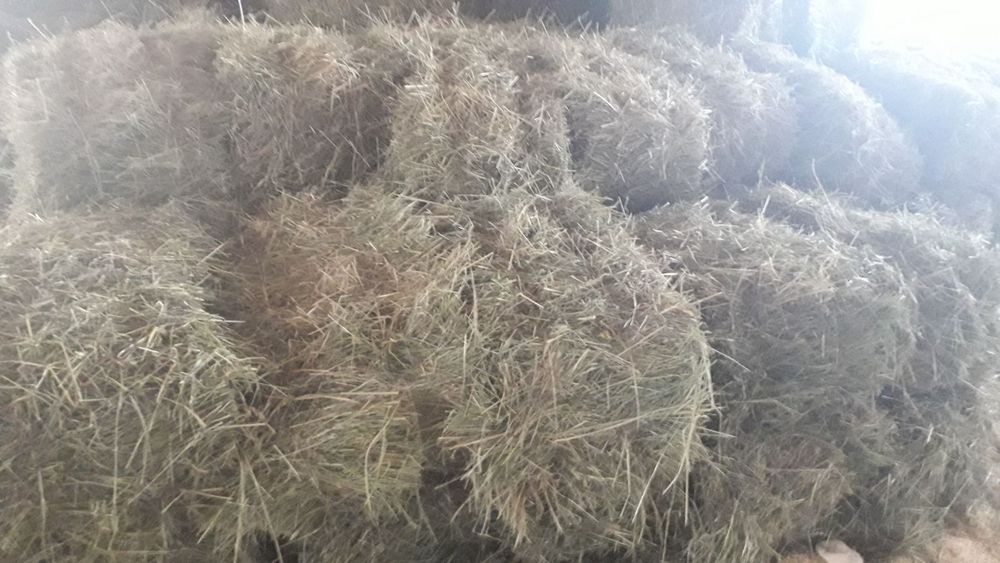 Продам сіно в тюках