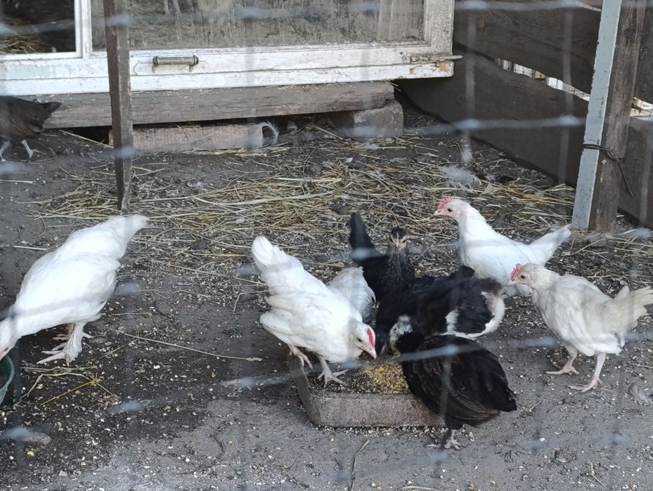 Продається молодняк Бентамок