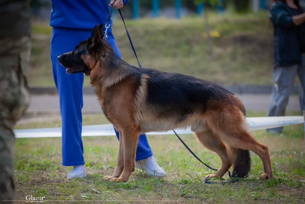 Хлопчик німецької віварки 2,5 місяці. ККУ WDF