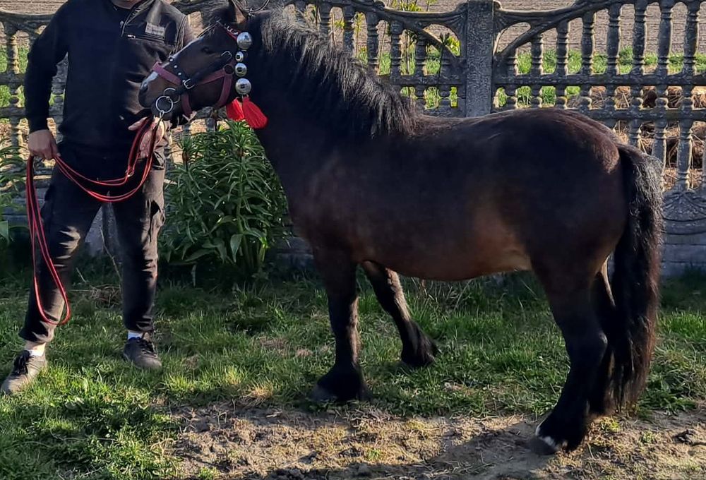 Kucyk ,zaprzeg ,ogierek