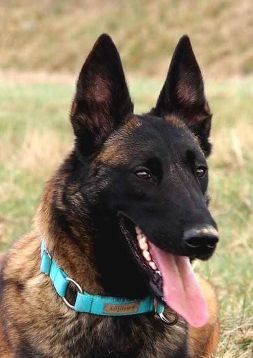 Owczarek Belgijski Malinois ZKwP