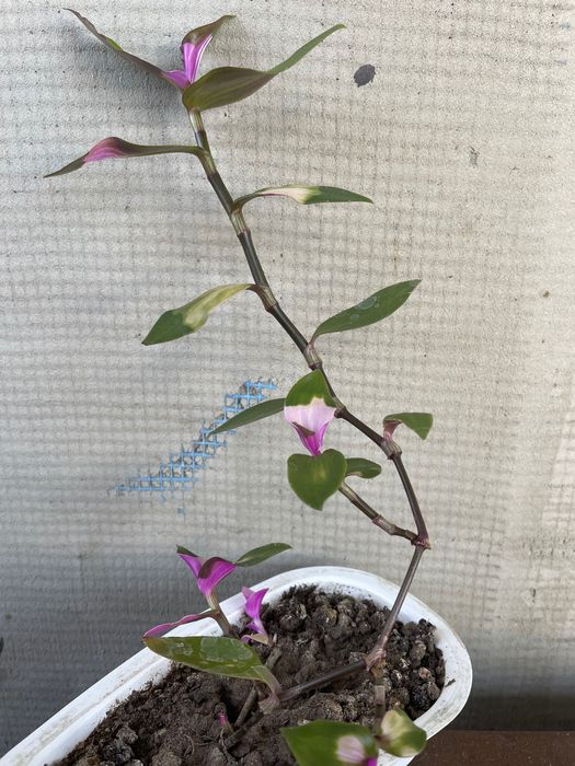 Традескація Blushing bride