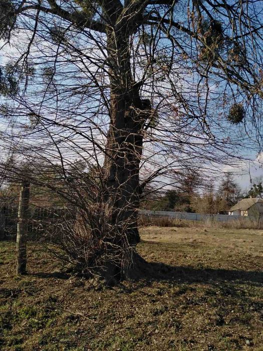 житловий будинок та земельна ділянка 25 сот.,