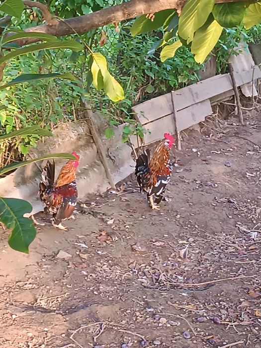 Півники бентамки, карлики