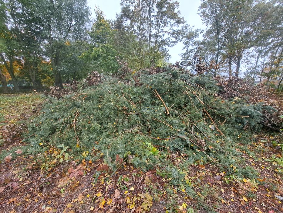 Drewno, gałęzie - dąb, sosna